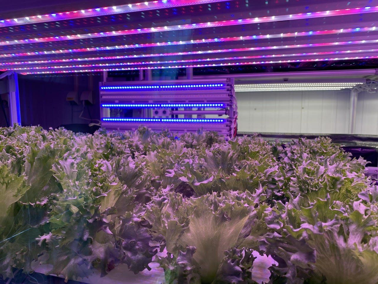 植物工場による高品質農作物のグローバル・フェノタイピング生産システムの確立